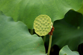 莲蓬莲子