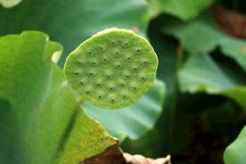 莲蓬莲子
