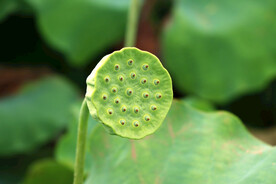 莲蓬莲子