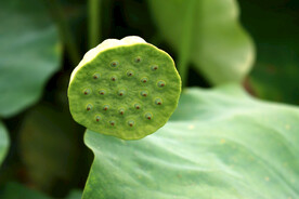 莲蓬莲子