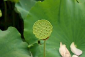 莲蓬莲子