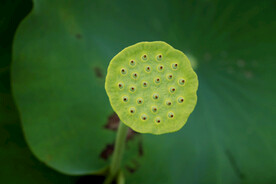莲蓬莲子