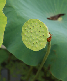 莲蓬莲子