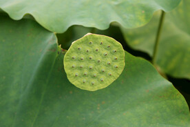 莲蓬莲子