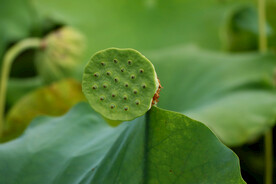 莲蓬莲子