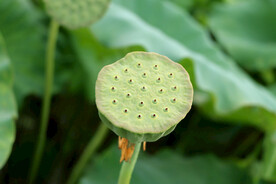 莲蓬莲子