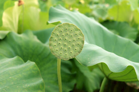 莲蓬莲子