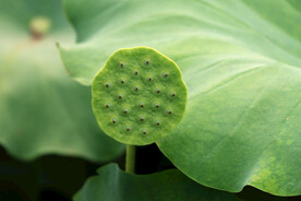 莲蓬莲子