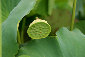 莲蓬莲子