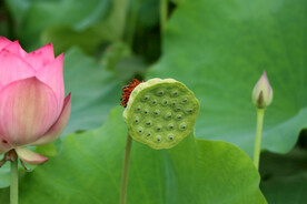 莲蓬莲子