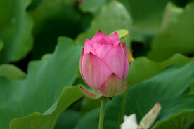 荷花花苞花蕾