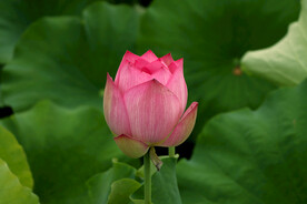 荷花花苞花蕾