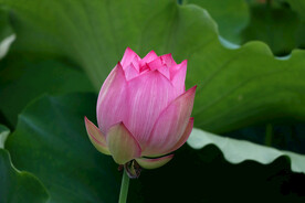 荷花花苞花蕾