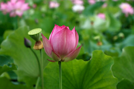 荷花花苞花蕾