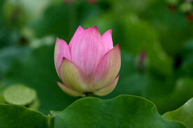 荷花花苞