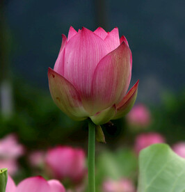 荷花花苞