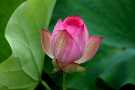 荷花花苞