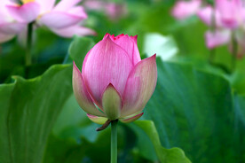 荷花花苞