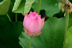 荷花花苞