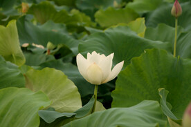 荷花花苞