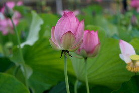 荷花花苞