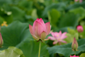 荷花花苞