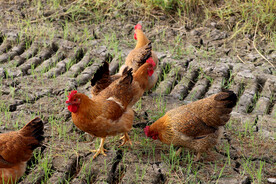 母鸡