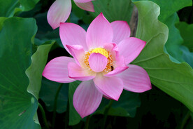 莲花花苞