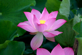 莲花花苞