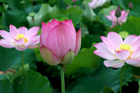 莲花花苞