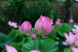 莲花花苞
