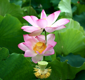 荷花