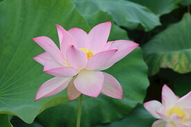 荷花盛开