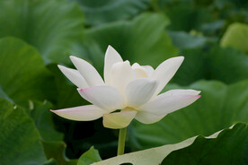 白莲花