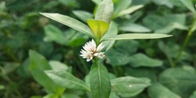 喜旱莲子草