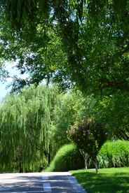 公园风景