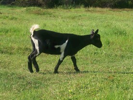 羊