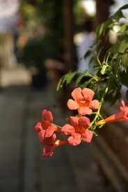 凌霄花