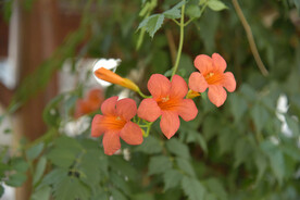凌霄花