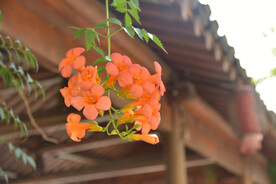 凌霄花