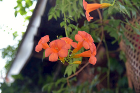 凌霄花