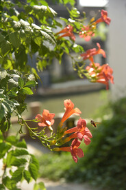 凌霄花