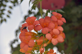 凌霄花