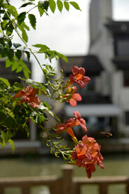 凌霄花