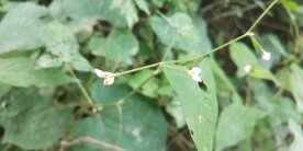 野外稀花蓼