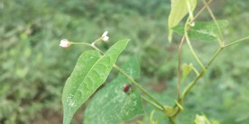 稀花蓼图片