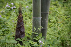 户外森林竹笋自然