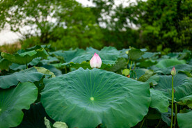 荷花 荷叶 