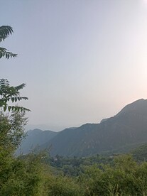 半山半树木