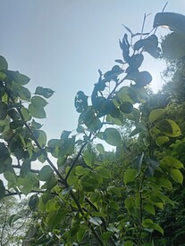 梨树